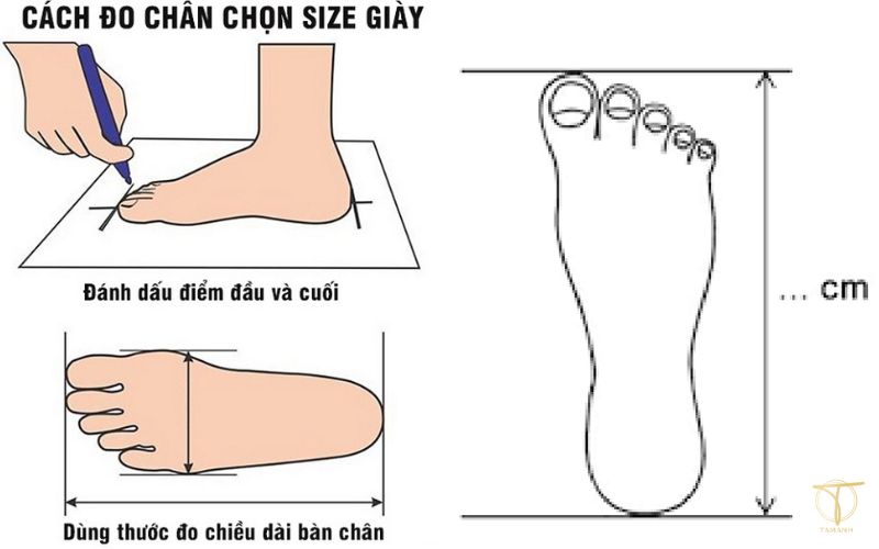 Cách đo size giày Fila