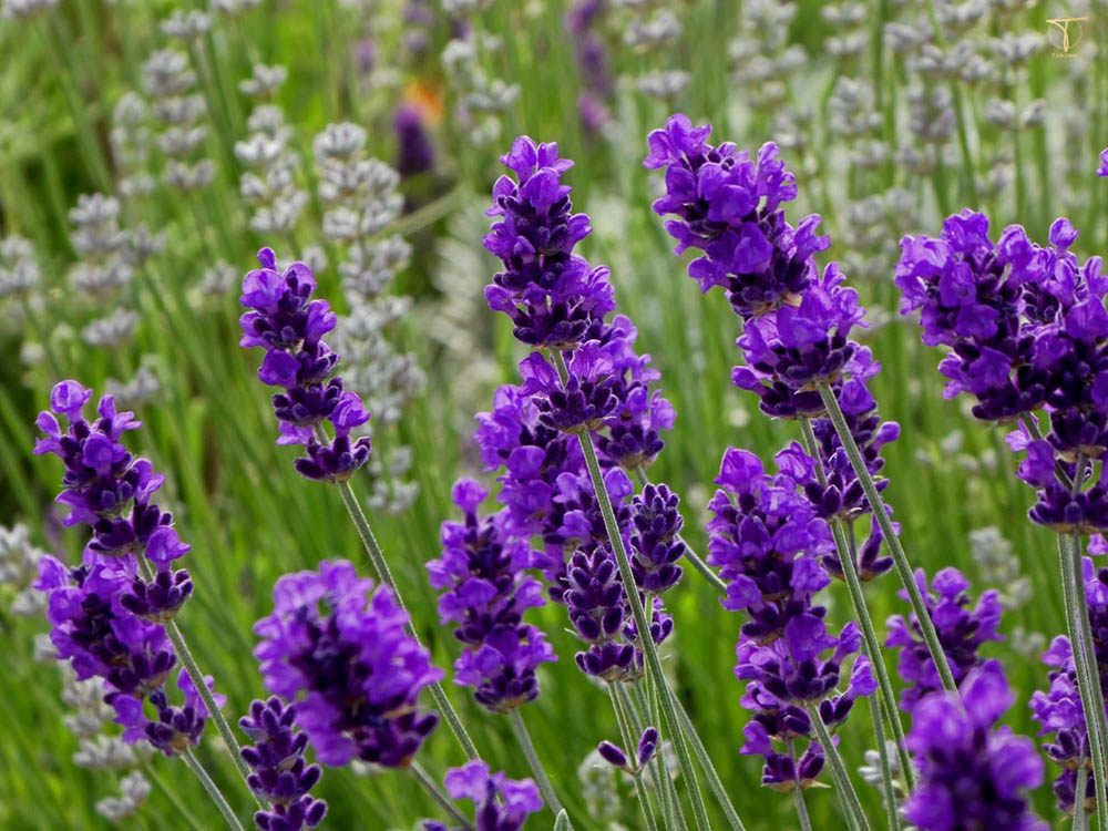 Cách khử mùi túi da mới bằng hoa lavender